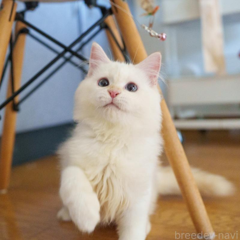 販売中の大阪府のサイベリアン-126771の9枚目