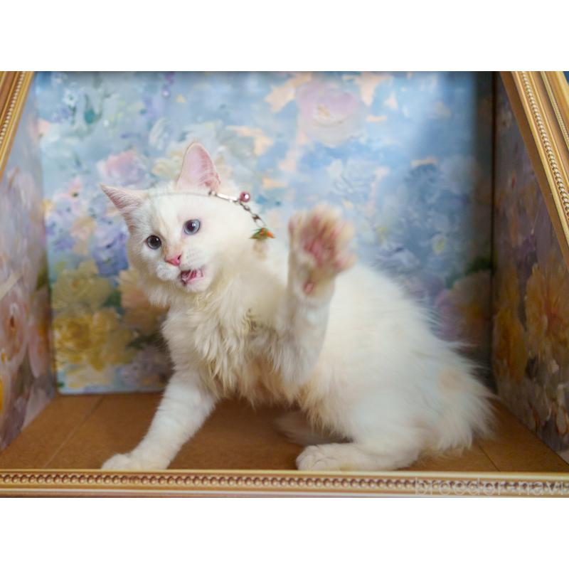 販売中の大阪府のサイベリアン-126771の8枚目