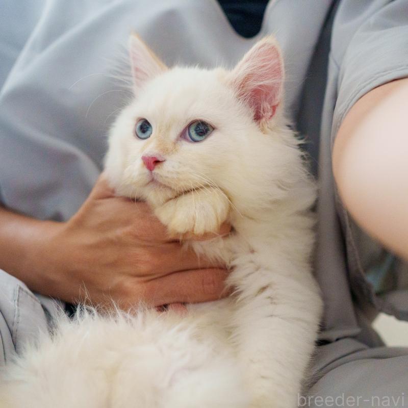 販売中の大阪府のサイベリアン-126771の7枚目