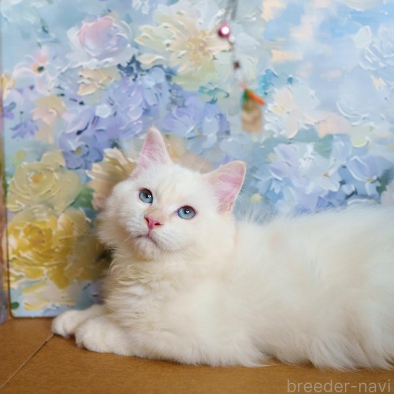 販売中の大阪府のサイベリアン-126771の6枚目