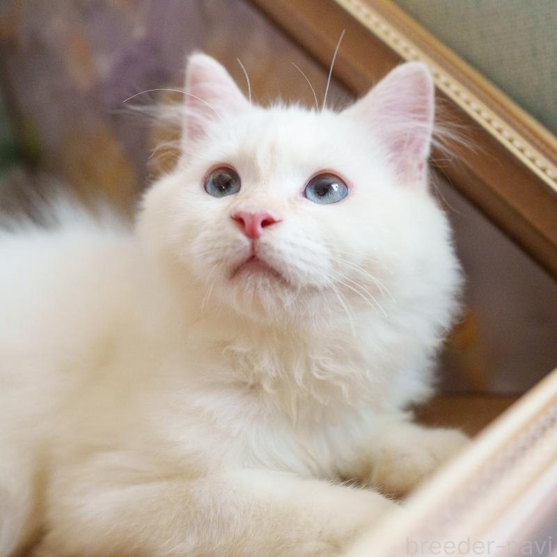 販売中の大阪府のサイベリアン-126771の5枚目