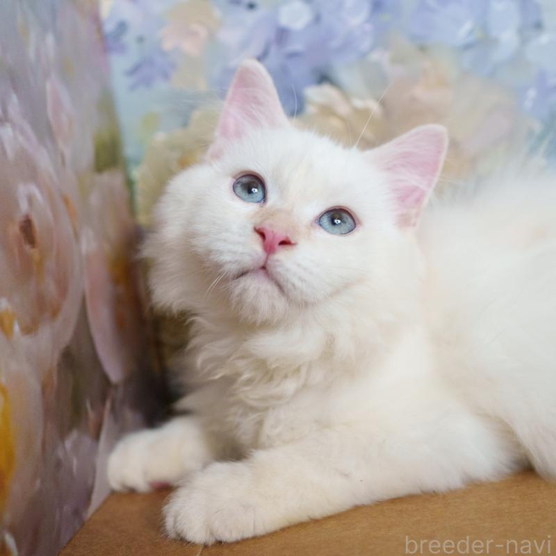 販売中の大阪府のサイベリアン-126771の4枚目