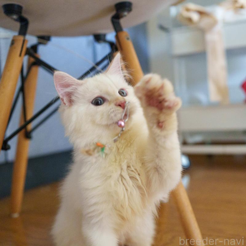 販売中の大阪府のサイベリアン-126771の3枚目