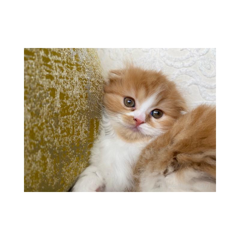 販売中の茨城県のスコティッシュフォールド(折れ耳)-126916の1枚目