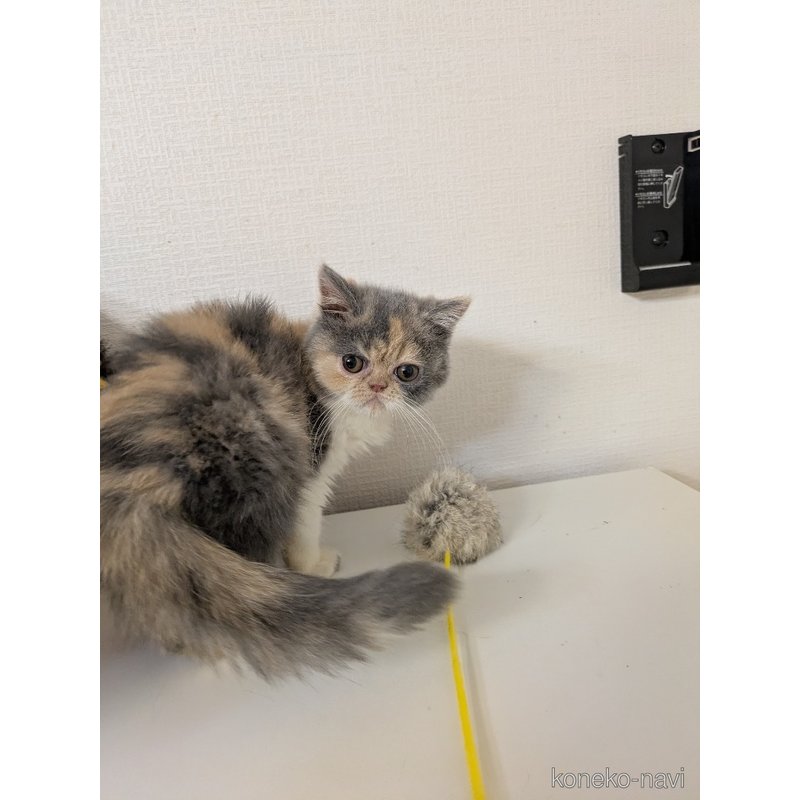 販売中の大阪府のエキゾチックショートヘア-122012の2枚目