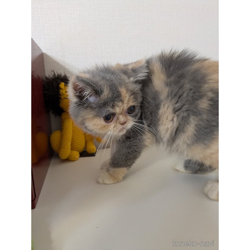 販売中の大阪府のエキゾチックショートヘア-122012の3枚目