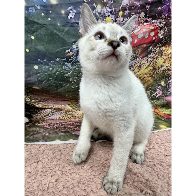 販売中の長野県のトイボブ-123007の16枚目