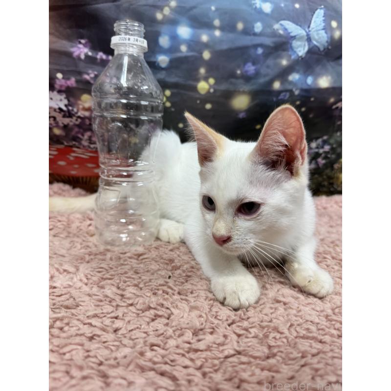 販売中の長野県のトイボブ-123008の21枚目