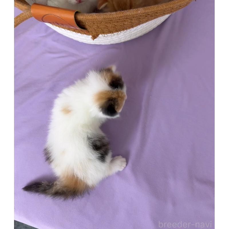 販売中の静岡県のミヌエット(短足)-126403の2枚目