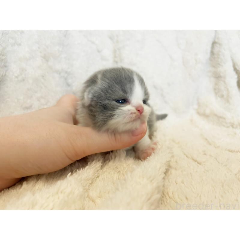 販売中の島根県のブリティッシュショートヘア-126956の3枚目