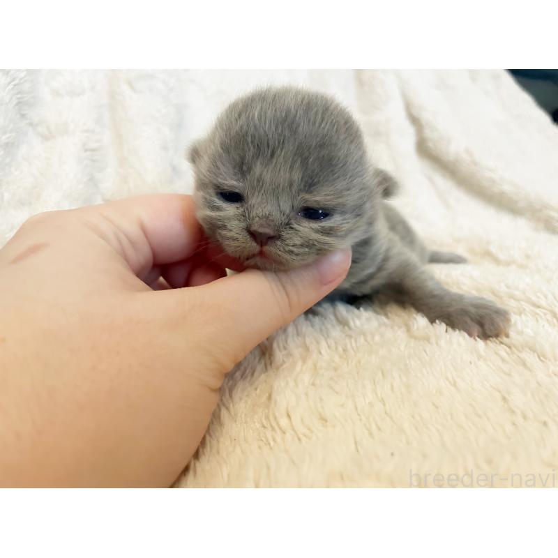 販売中の島根県のブリティッシュショートヘア-126957の3枚目