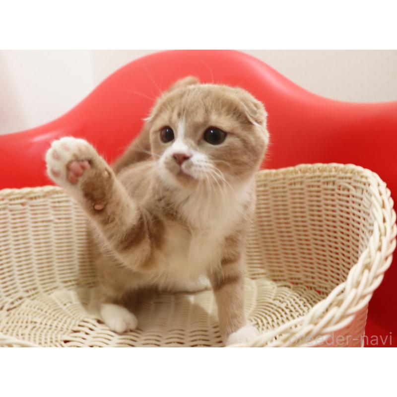 販売中の埼玉県のスコティッシュフォールド(折れ耳)-120097の5枚目