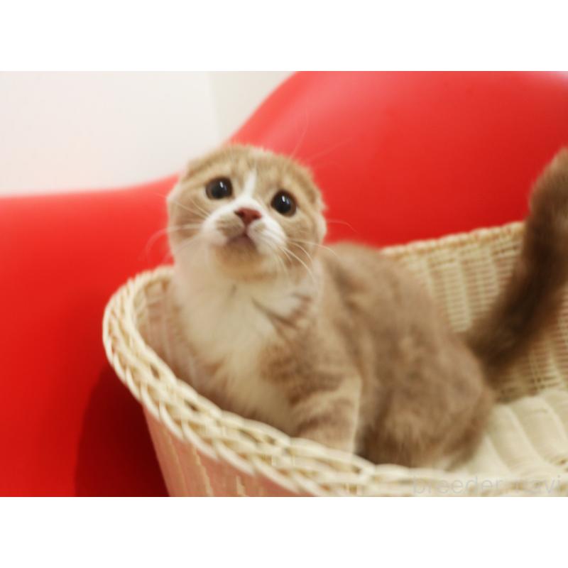 販売中の埼玉県のスコティッシュフォールド(折れ耳)-120097の4枚目