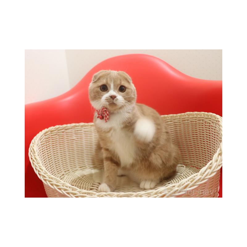 販売中の埼玉県のスコティッシュフォールド(折れ耳)-120097の3枚目