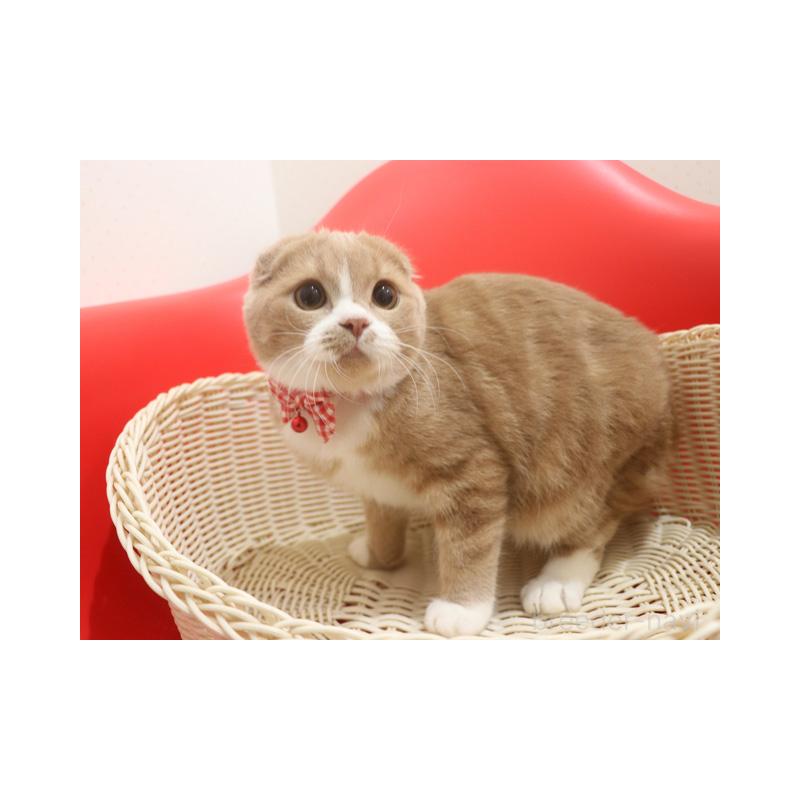 販売中の埼玉県のスコティッシュフォールド(折れ耳)-120097の2枚目