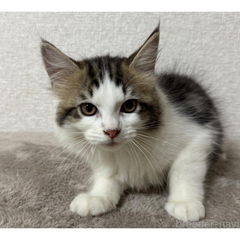 販売中の静岡県のサイベリアン-126967の4枚目