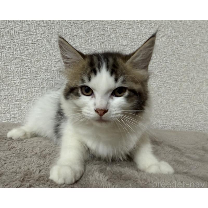 販売中の静岡県のサイベリアン-126967の3枚目