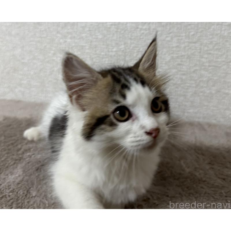 販売中の静岡県のサイベリアン-126967の2枚目