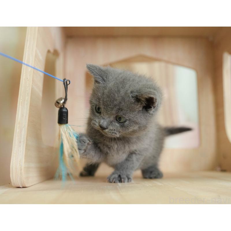 販売中の神奈川県のブリティッシュショートヘア-127042の10枚目