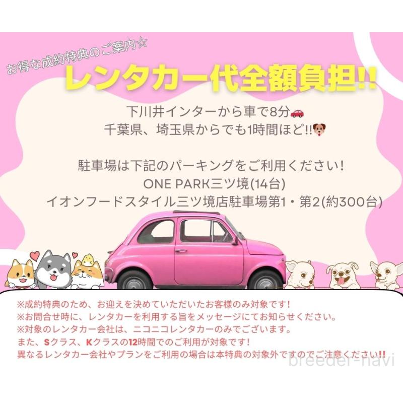 販売中の神奈川県のマンチカン-127047の19枚目