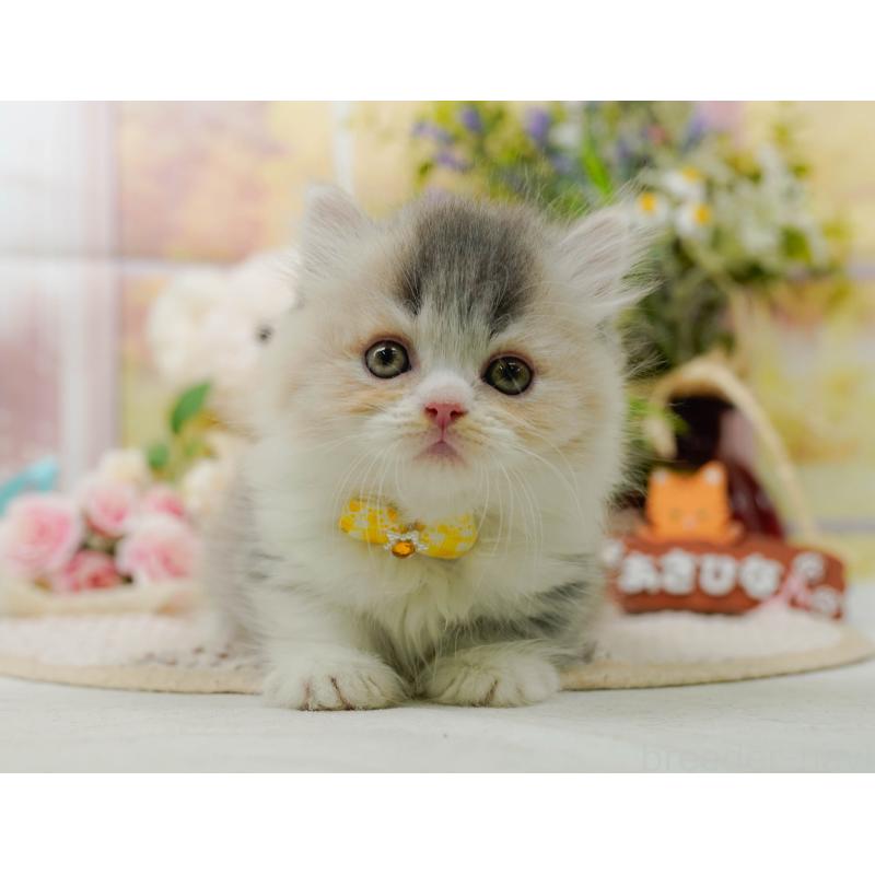 販売中の神奈川県のマンチカン-127018の12枚目