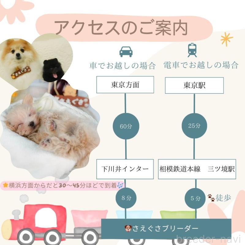 販売中の神奈川県のマンチカン-127019の20枚目