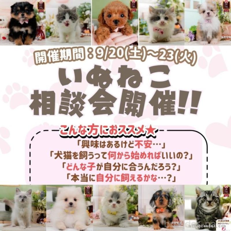 販売中の神奈川県のマンチカン-127021の23枚目