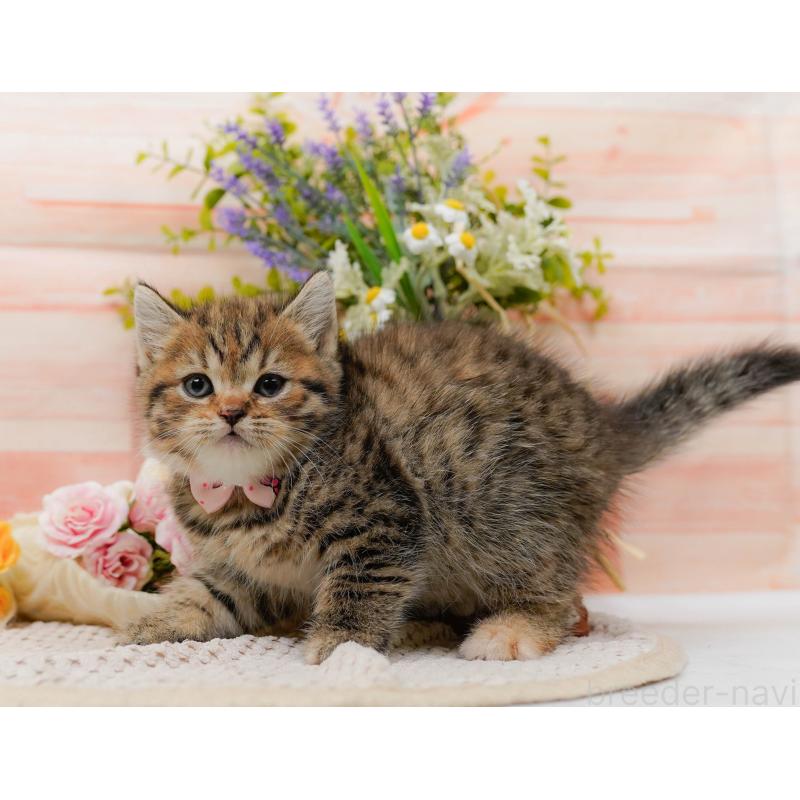 販売中の神奈川県のマンチカン-127025の14枚目