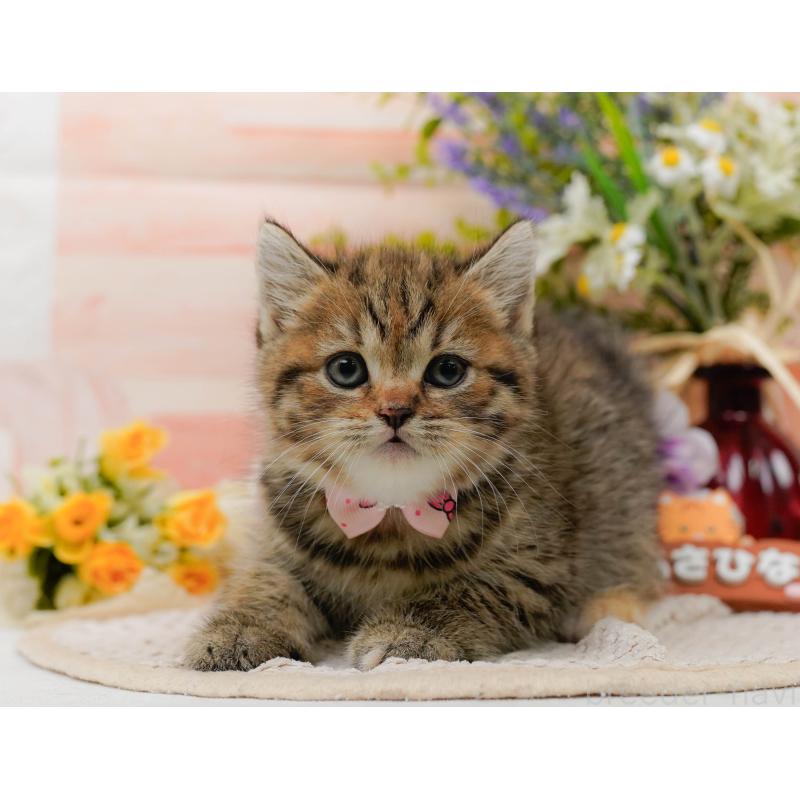 販売中の神奈川県のマンチカン-127025の13枚目