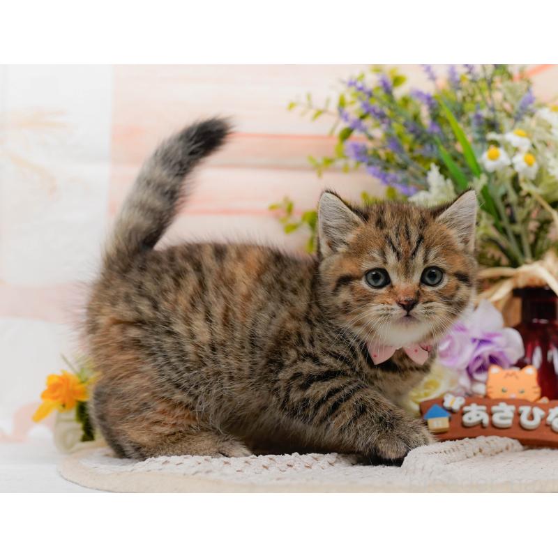 販売中の神奈川県のマンチカン-127025の12枚目