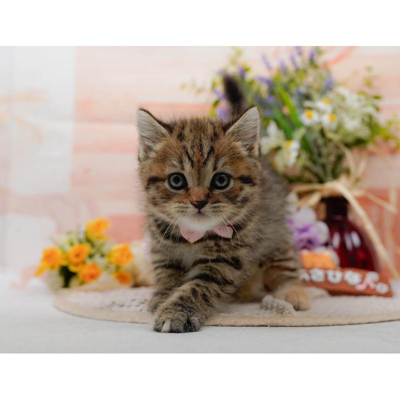 販売中の神奈川県のマンチカン-127025の11枚目