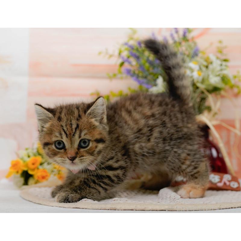 販売中の神奈川県のマンチカン-127025の10枚目