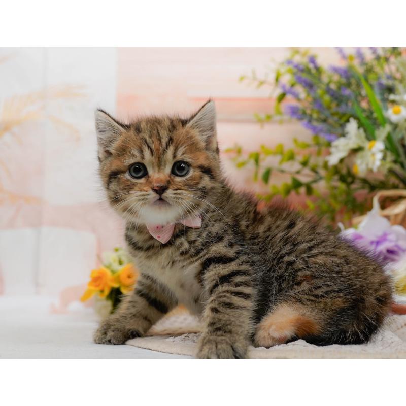 販売中の神奈川県のマンチカン-127025の9枚目