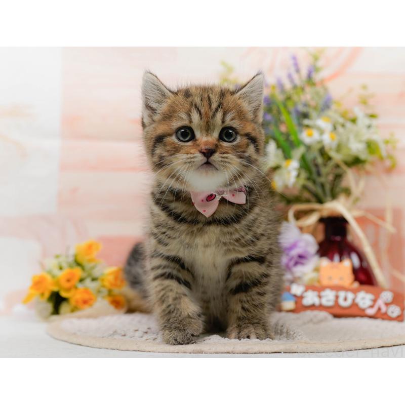 販売中の神奈川県のマンチカン-127025の8枚目