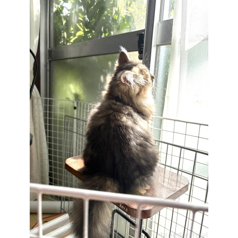 成約済の愛知県のミヌエット-123356の6枚目