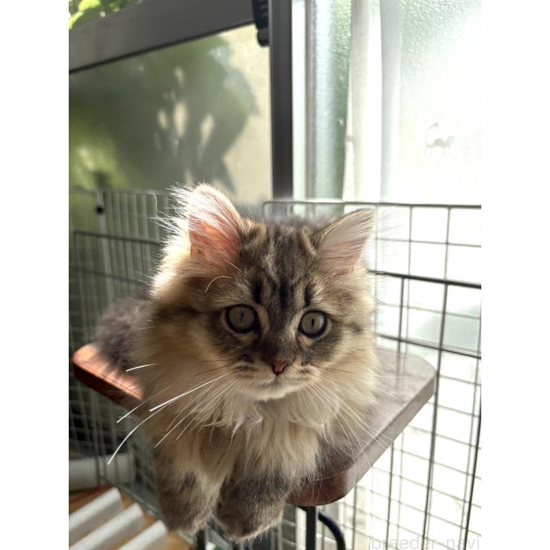 成約済の愛知県のミヌエット-123356の5枚目