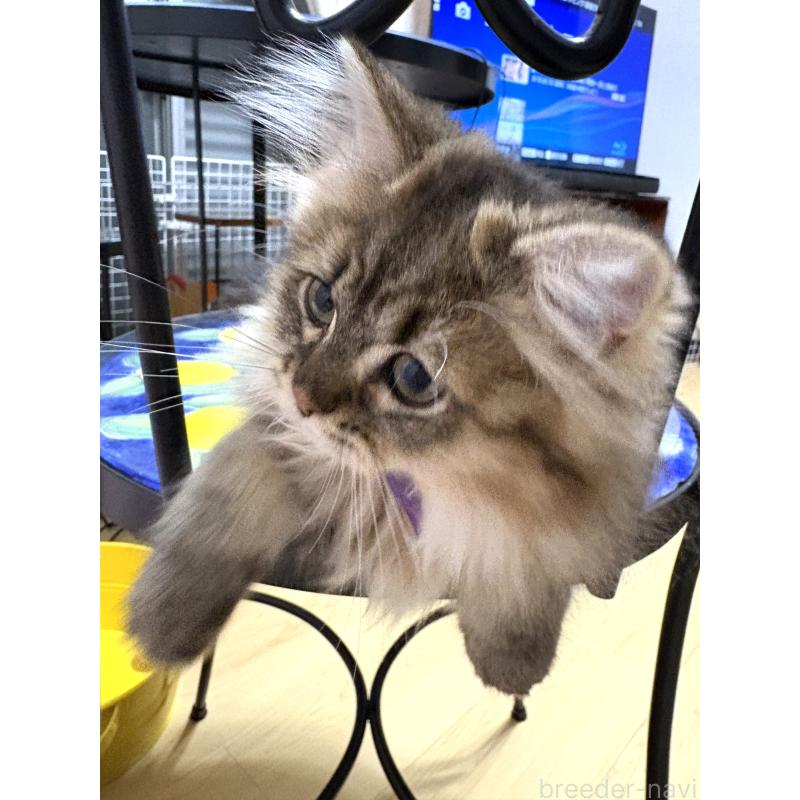 成約済の愛知県のミヌエット-123356の4枚目