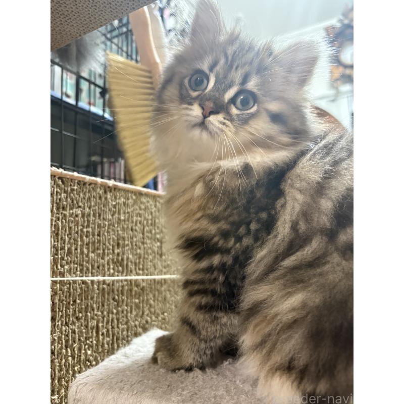 成約済の愛知県のミヌエット-123356の3枚目