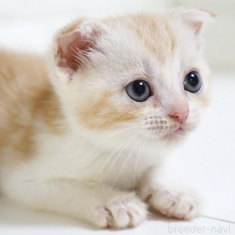 販売中の愛知県のスコティッシュフォールド-126971の14枚目