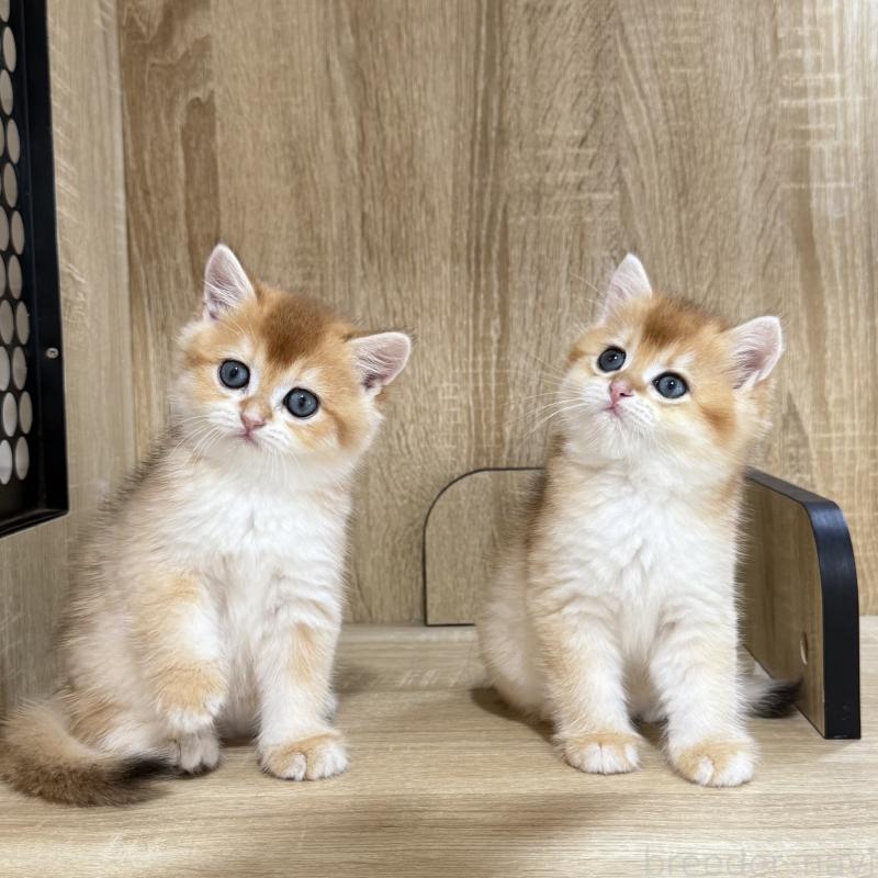販売中の大阪府のブリティッシュショートヘア-126974の8枚目