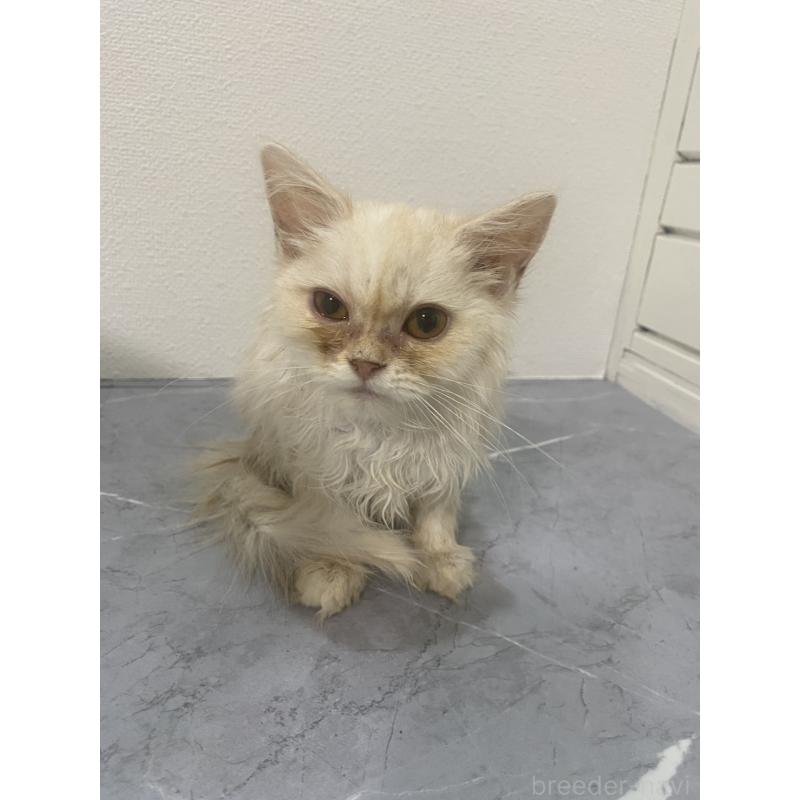 販売中の宮崎県のマンチカン-126978の2枚目