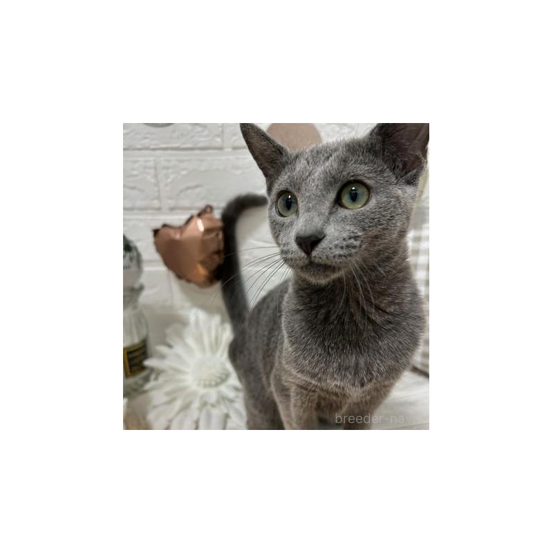 成約済の北海道のロシアンブルー-117121の1枚目