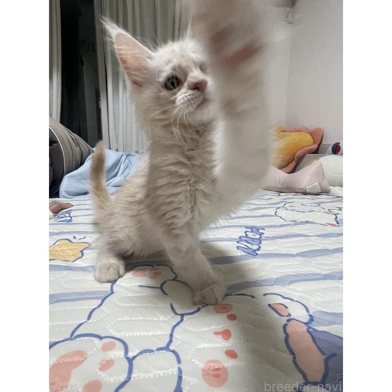 成約済の埼玉県のメインクーン-126933の3枚目