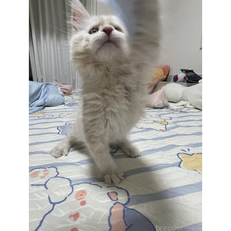 成約済の埼玉県のメインクーン-126933の2枚目