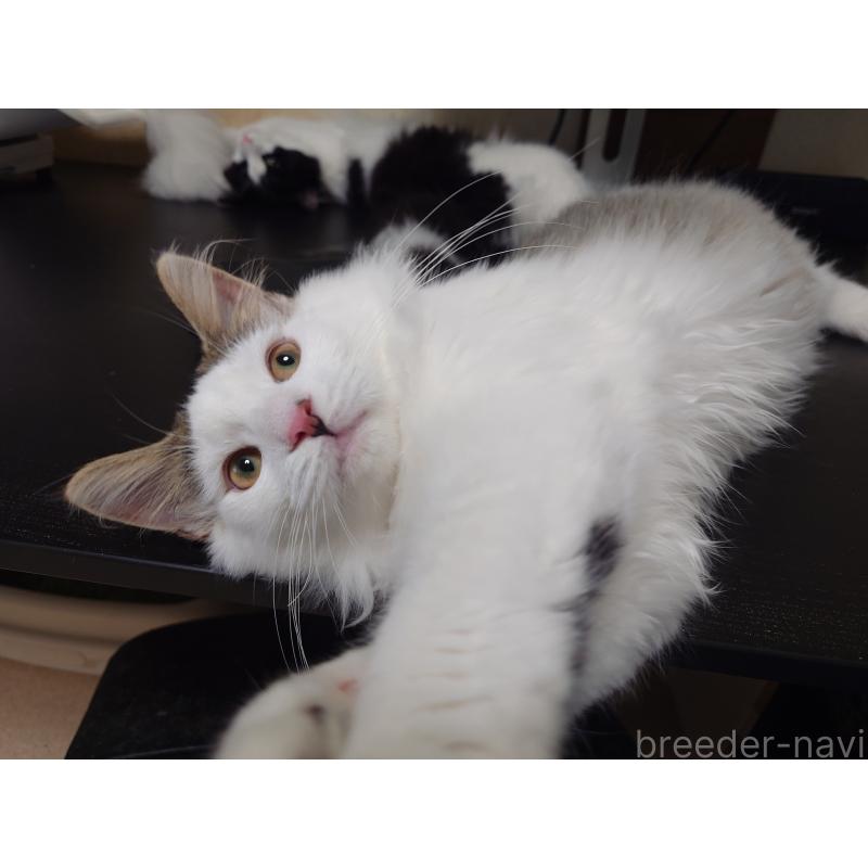 成約済の埼玉県のノルウェージャンフォレストキャット-113381の7枚目