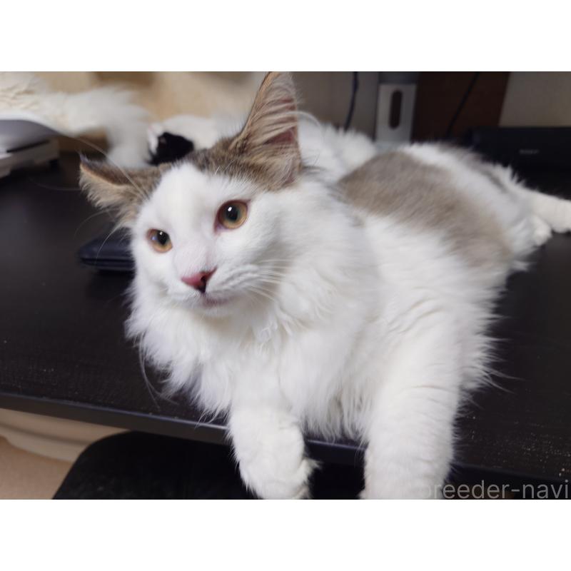 成約済の埼玉県のノルウェージャンフォレストキャット-113381の6枚目