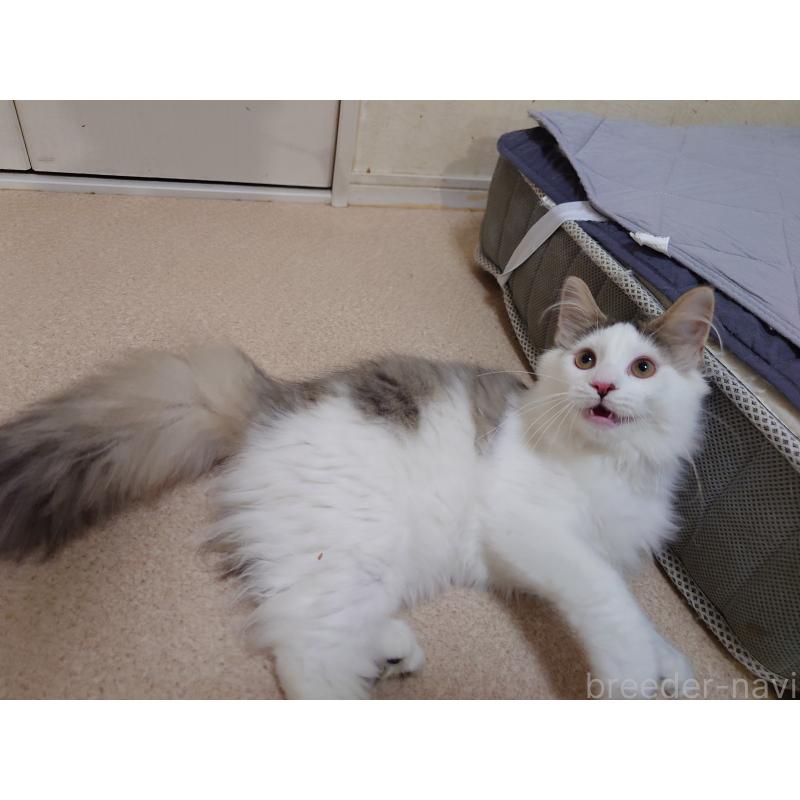 成約済の埼玉県のノルウェージャンフォレストキャット-113381の5枚目