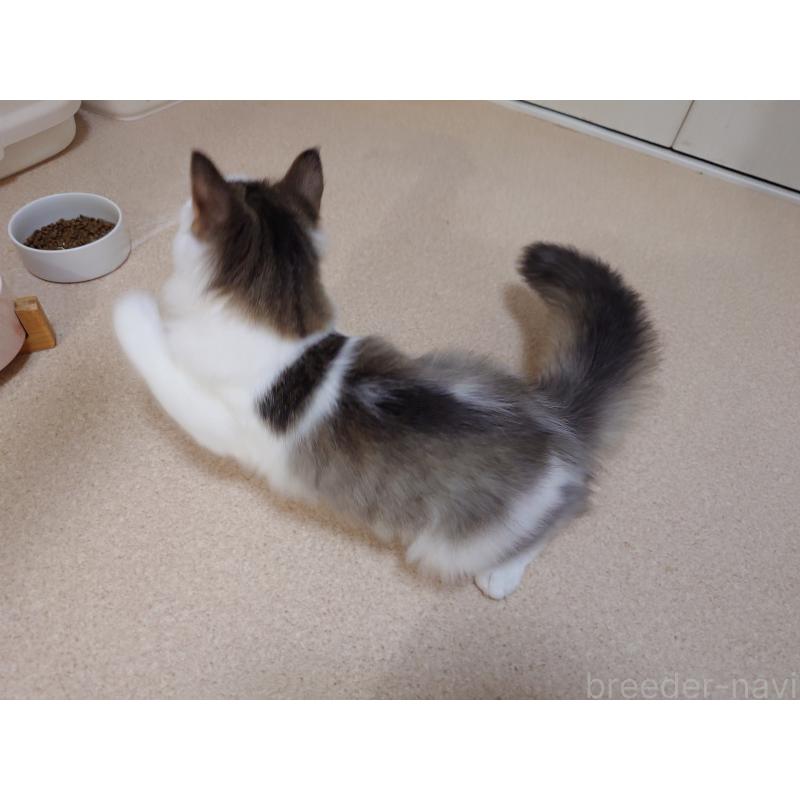 成約済の埼玉県のノルウェージャンフォレストキャット-113381の3枚目