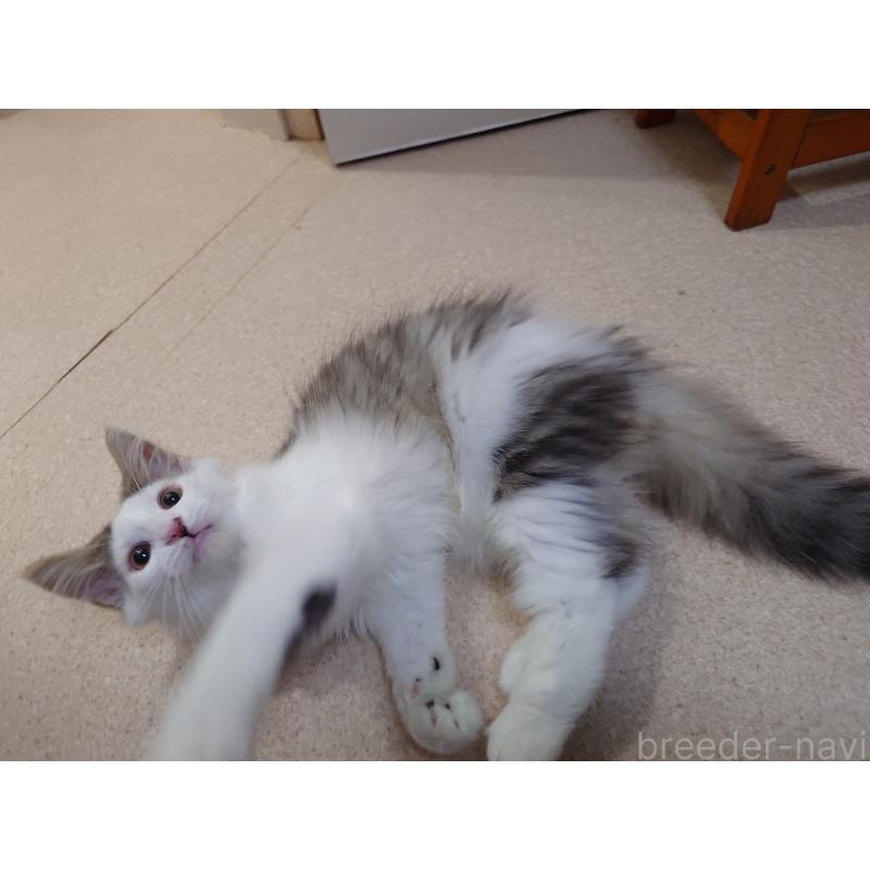 成約済の埼玉県のノルウェージャンフォレストキャット-113381の2枚目