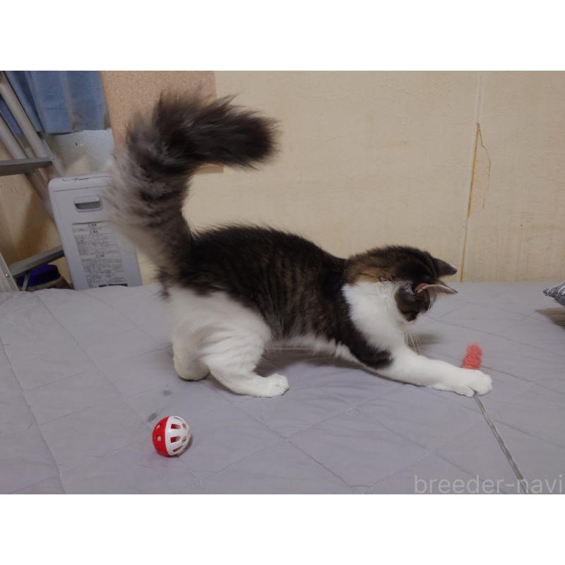 販売中の埼玉県のノルウェージャンフォレストキャット-118662の4枚目